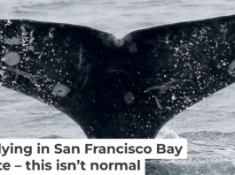 Gray whales have unique markings, making it possible to track each one in the bay. Jane Tyska/Digital First Media/East Bay Times via Getty Images